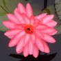 Click here to see all of the pictures in a thumbnail format